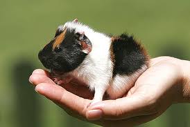 Handaufzucht von Meerschweinchen | EIN HERZ FÜR TIERE Magazin